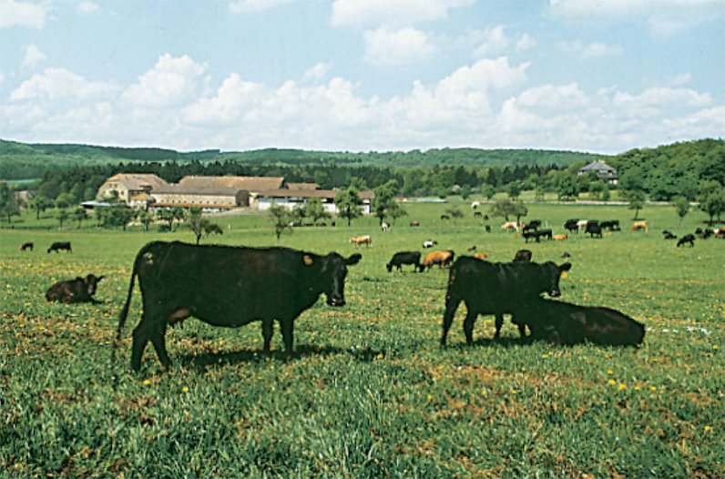 Ferienhof "Gutshof-Hungerburg" in Bitburg-Birtlingen | Eifelhöfe - Urlaub auf dem Bauernhof