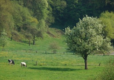 Blühende Bäume im Frühling | Eifelhöfe - Urlaub auf dem Bauernhof