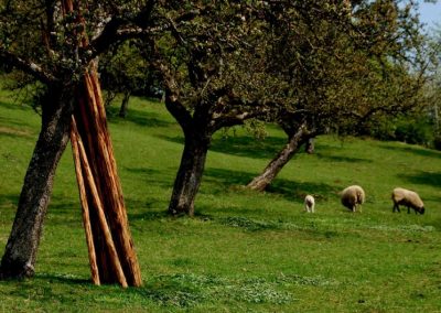 Obstwiesen und Schafe | Eifelhöfe - Urlaub auf dem Bauernhof