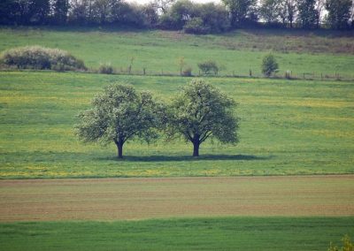 Landwirtschaft mitten im grünen Herzen der Eifel | Eifelhöfe - Urlaub auf dem Bauernhof