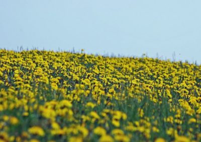 Ein gelbes Meer an Frühlingsfreude in der Eifel | Eifelhöfe - Urlaub auf dem Bauernhof