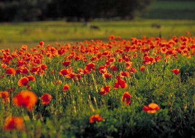 Mohnblumenwiese | Eifelhöfe - Urlaub auf dem Bauernhof