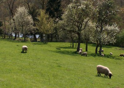 Schafe im Kylltal - im "grünen Herzen Europas"